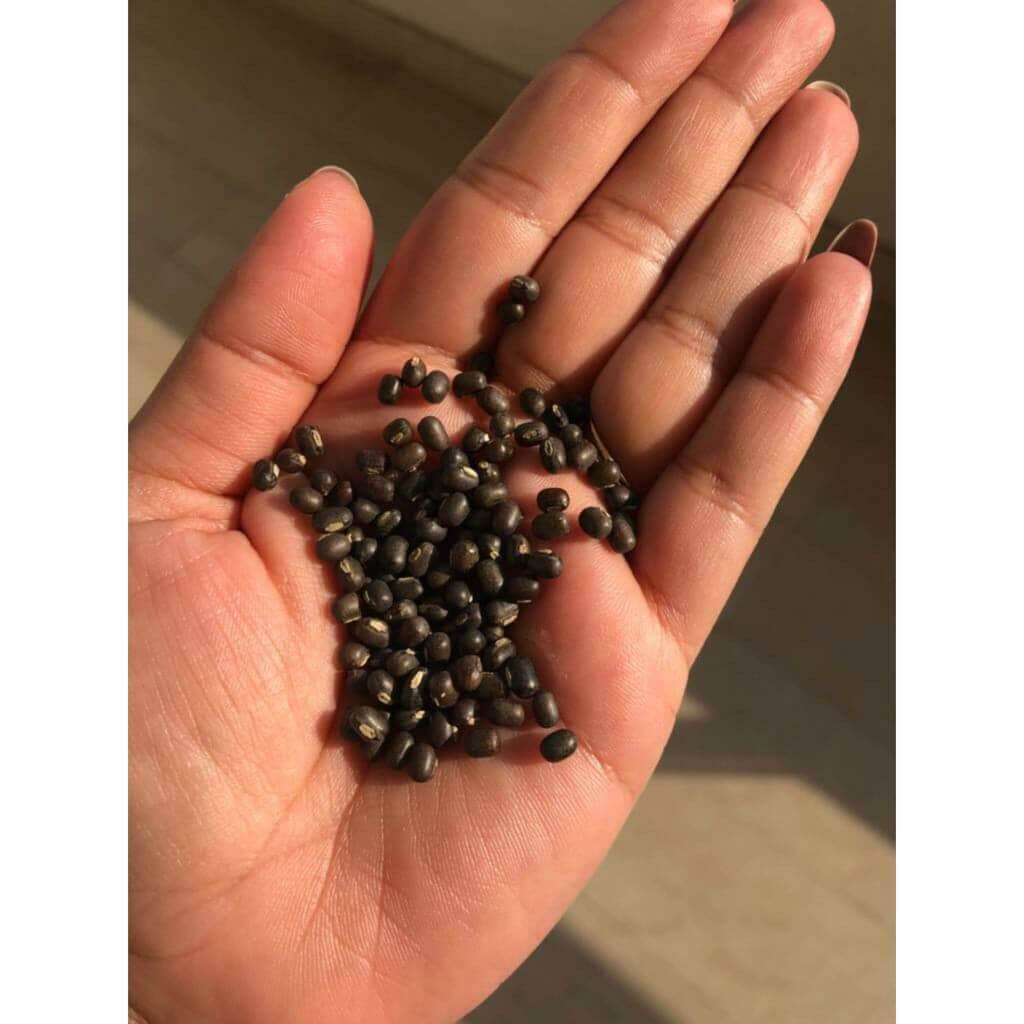 Balaayah Black Gram Body Booster: Body Massage Oil for Dry, Aging Skin - In 5 Indulging Aromas! - Image 17